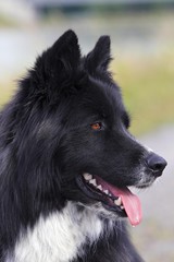 Dog (Canis lupus familiaris), male, mongrel, portrait