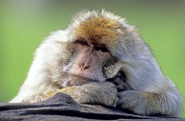 Barbary Macaque (Macaca sylvanus)