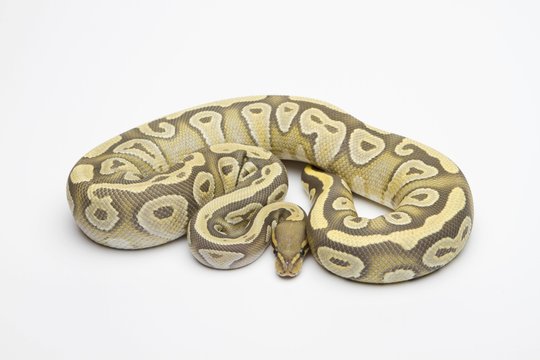 Hypo Mojave Ball Python or Royal Python (Python regius), female