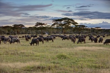 Group of buffalo (Syncerus caffer), Lake Nakuru National Park, Kenya, East Africa, Africa, PublicGround, Africa