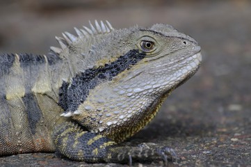 Australian water dragon (Physignathus lesueurii), Australia, Oceania