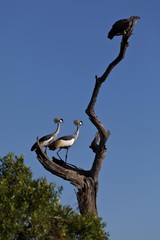 White-backed Vulture (Gyps africanus) and Black Crowned Cranes (Balearica pavonina) on a dead tree, Masai Mara National Reserve, Kenya, East Africa, Africa, PublicGround, Africa