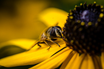 Bee is eating nectar from a yellow flower