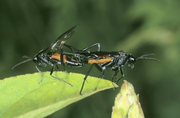 Copulating Digger Wasps (Astata boops)