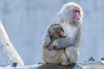 Red-faced Macaque (Macaca fuscata) with young, captive