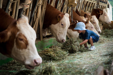 Un bambino con cappellino si occupa delle vacche giocando con loro e portandogli il fieno nelle mangiatoie - obrazy, fototapety, plakaty