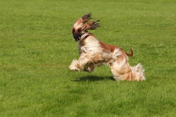 Afghan Hound dog (Canis lupus familiaris), male, sighthound breed