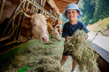 Un bambino con cappellino si occupa delle vacche giocando con loro e portandogli il fieno nelle mangiatoie - obrazy, fototapety, plakaty