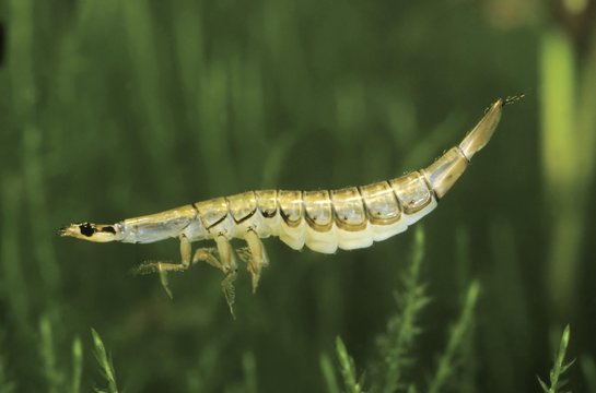 Acilius sulcatus beetle (Acilius sulcatus) larva