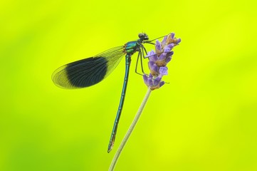 Banded Demoiselle (Calopteryx splendens), male, on lavender blossom