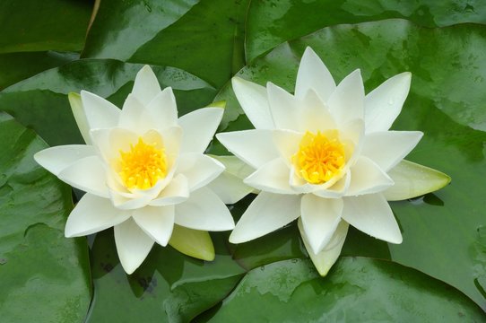 European White Waterlily or White Lotus (Nymphaea alba)