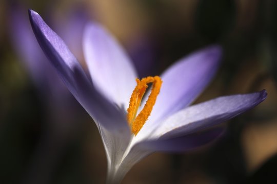 Crocus (Crocus), pistils