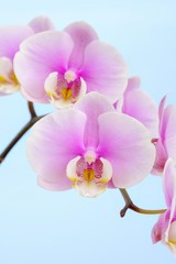 Naklejka na ściany i meble Orchid (Phalaenopsis)