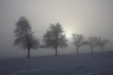 Group of trees in diffused light, wintery mood in Upper Swabiy, Baden-Wuerttemberg, Germany, Europe