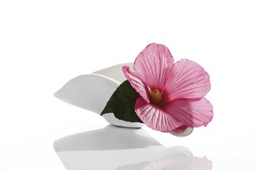 Rose mallow flower in bowl