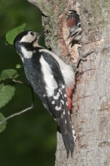 Great Spotted Woodpecker (Picoides major), female feeding young birds at a nesting hole, Wasseralfingen, Baden-Wuerttemberg, Germany, Europe