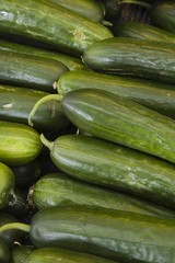Freshly picked cucumbers, Quebec, Canada, North America