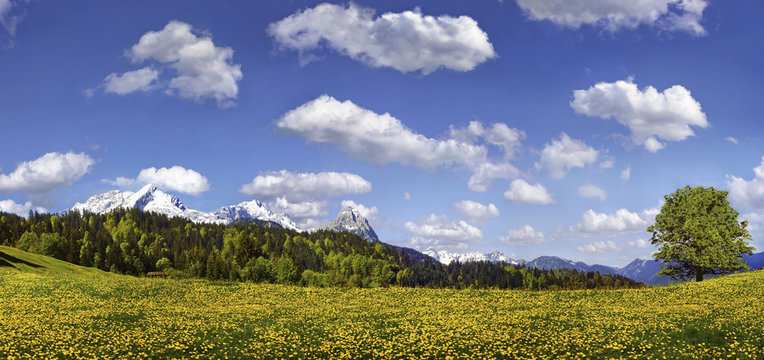 Flowering mountain pasture underneath blue sky with white clouds, Zugspitze massif near Partenkirchen, Partenkirchen-Eckbauer, Bavaria, Germany, Europe