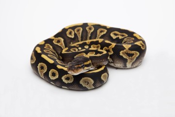 Phantom Yellow Belly Ball Python or Royal Python (Python regius), female