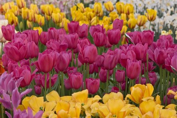 Tulips (Tulipa), Keukenhof, Netherlands, Europe