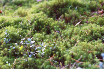 Forest Glade. Moss on the ground.