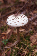 Mushroom in the forest. Toadstool.