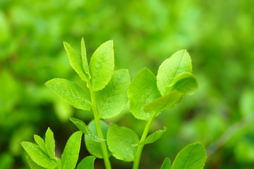 Fototapeta na wymiar Blueberry green leaves