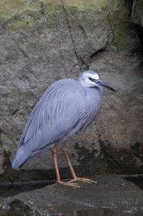 White-faced heron (Egretta novaehollandiae), Australia, Oceania