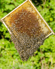 pszczoły na plastrze miodu w pasiece - obrazy, fototapety, plakaty