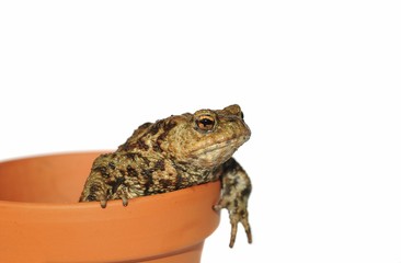 Toad (Bufo bufo complex) in a flower pot