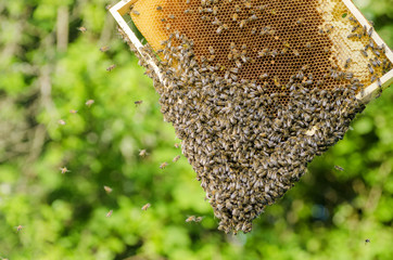 pszczoły na plastrze miodu w pasiece - obrazy, fototapety, plakaty