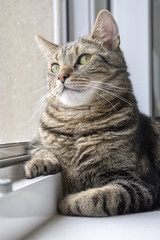 Domestic tiger cat lying on window sill looking up from the window