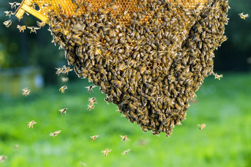 pszczoły na plastrze miodu w pasiece © Darios