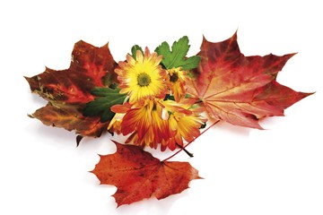 Autumn foliage, maple leaves and chrysanthemums (Chrysanthemum)