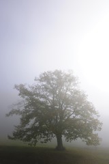 Fototapeta premium Linden (Tilia)