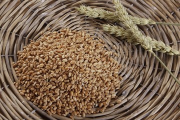 Obraz premium Wheat kernels (Triticum) with wheat ears in a woven basket
