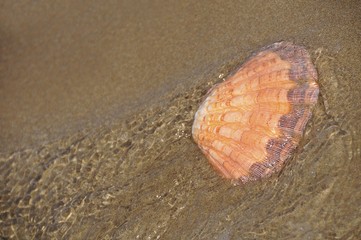 Scallop shell (Lyropecten subnodosus), on the beach, Crete, Greece, Europe
