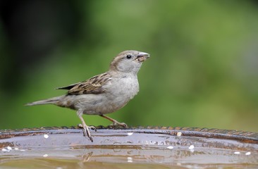 House Sparrow (Passer domesticus), drinking