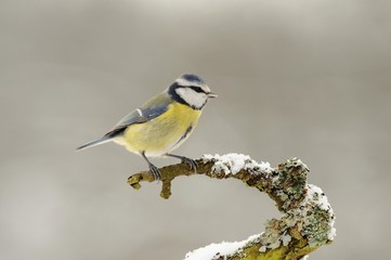 Blue Tit (Parus caeruleus)