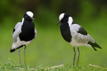 Blacksmith lapwings or Blacksmith plovers (Vanellus armatus)