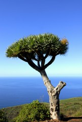 Dragon tree (Dracaena) near Las Tricias, La Palma, Canary Islands, Spain, Europe