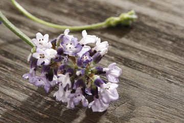 Lavender (Lavandula)