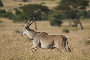 Naklejka na ściany i meble Common Eland or Eland Antilope (Taurotragus oryx), running, Serengeti National Park, Tanzania, Africa