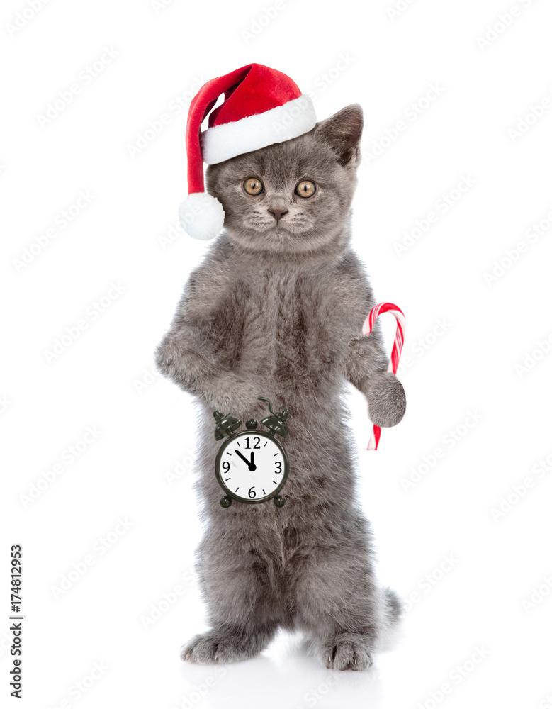 Poster kitten in red christmas hat holds alarm clock and candy cane. space for text. isolated on white back