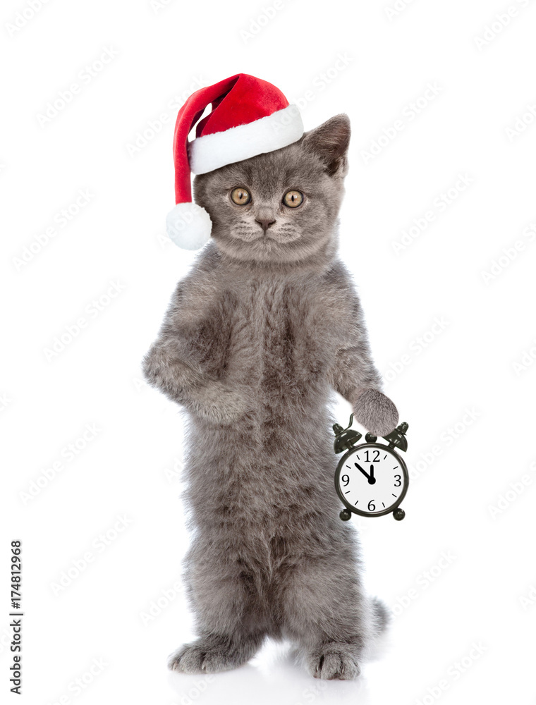 Poster cat in red christmas hat holds alarm clock. space for text. isolated on white background
