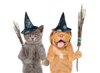 Funny cat and dog in hats for halloween with witches broomsticks . isolated on white background