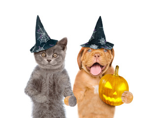 Cat and dog in hats for halloween with pumpkin. isolated on white background