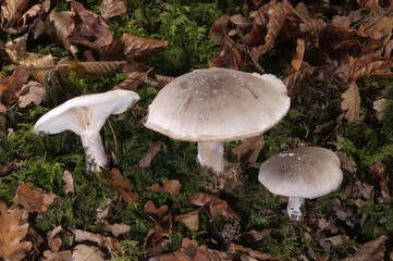 Clouded Agaric or Cloud Funnel (Clitocybe nebularis), Untergroeningen, Baden-Wuerttemberg, Germany, Europe