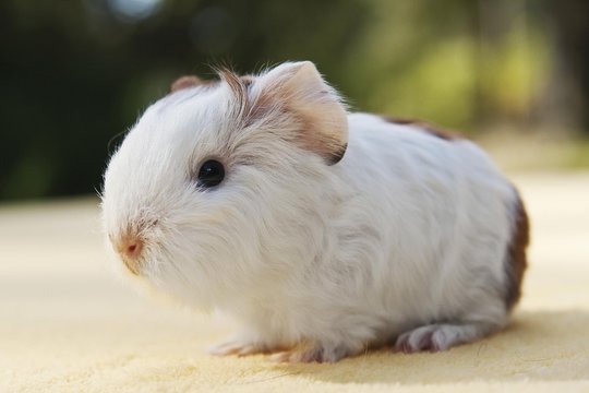 Young guinea pig, Swiss Teddy breed, white-gold coloured