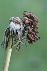 Silver Y moth (Autographa gamma)